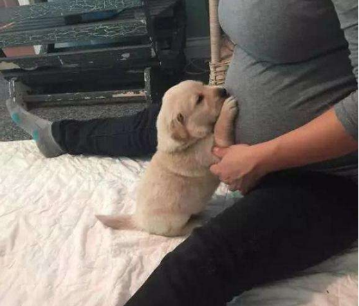 懷孕了，該不該把狗狗送走？