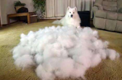 懷孕了，該不該把狗狗送走？