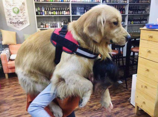 懷孕了，該不該把狗狗送走？