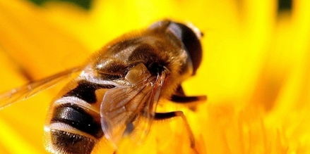 云貴高原中蜂能在北方養(yǎng)殖(適合北方養(yǎng)殖蜜蜂品種) 云貴高原中蜂能在北方養(yǎng)殖(適合北方養(yǎng)殖蜜蜂品種)