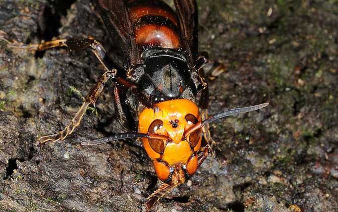 虎頭蜂和黃蜂有什么區(qū)別（虎頭蜂和黃蜂的對比）