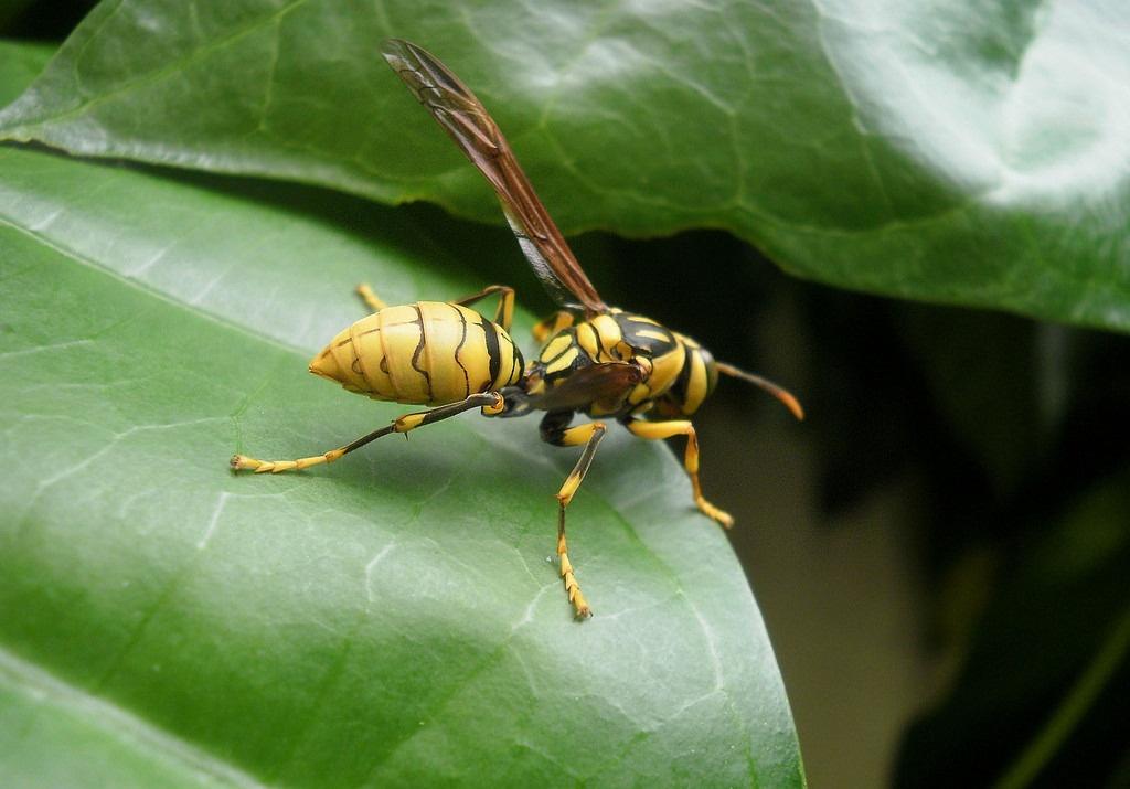 大虎頭蜂真能蜇死人嗎？(扒一扒虎頭蜂的厲害)