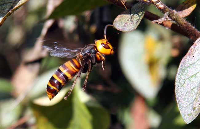 大虎頭蜂真能蜇死人嗎？(扒一扒虎頭蜂的厲害)