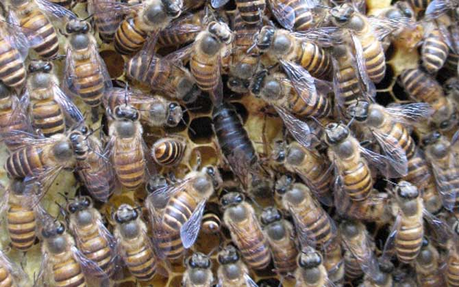 怎樣才能購(gòu)買(mǎi)到真正的純種阿壩中蜂蜂王（阿壩中蜂原種如何購(gòu)買(mǎi)）