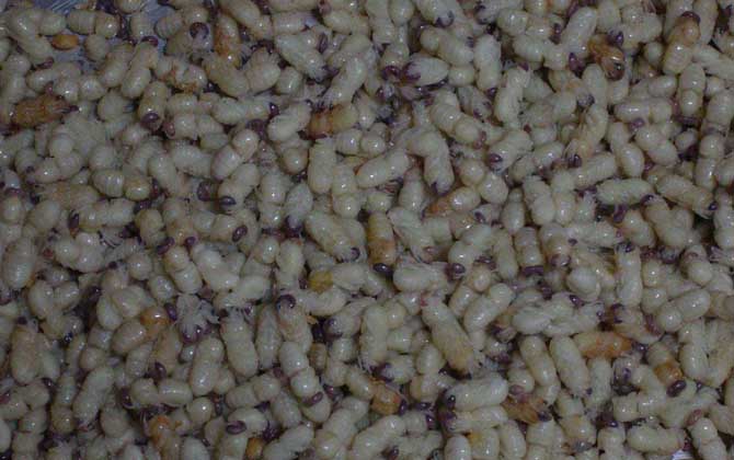 雄蜂蛹是怎么生產的(雄蜂蛹的作用和功效) 雄蜂蛹是怎么生產的(雄蜂蛹的作用和功效)