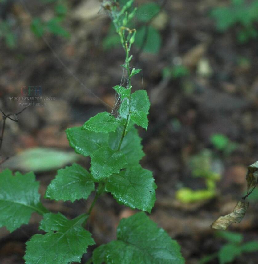 消失100多年！云南發(fā)現(xiàn)極危物種異葉苣苔，野生華南虎會出現(xiàn)嗎？