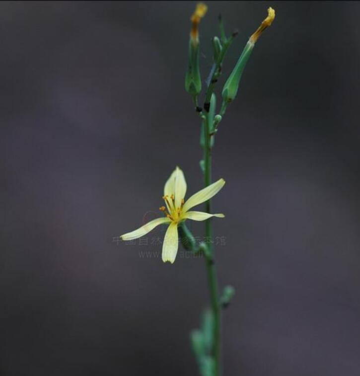消失100多年！云南發(fā)現(xiàn)極危物種異葉苣苔，野生華南虎會出現(xiàn)嗎？