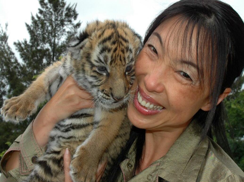 消失100多年！云南發(fā)現(xiàn)極危物種異葉苣苔，野生華南虎會出現(xiàn)嗎？