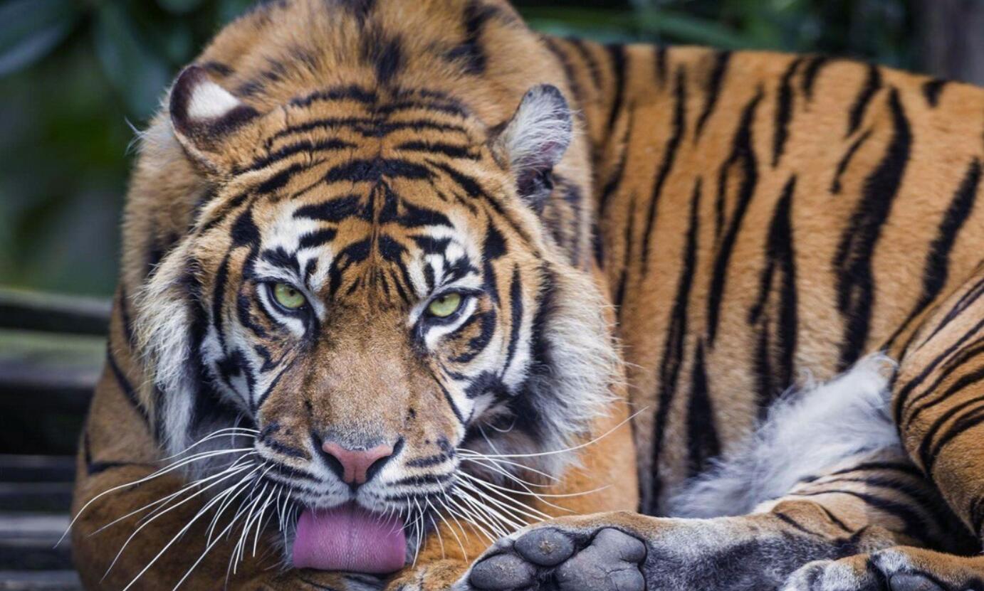 消失100多年！云南發(fā)現(xiàn)極危物種異葉苣苔，野生華南虎會出現(xiàn)嗎？