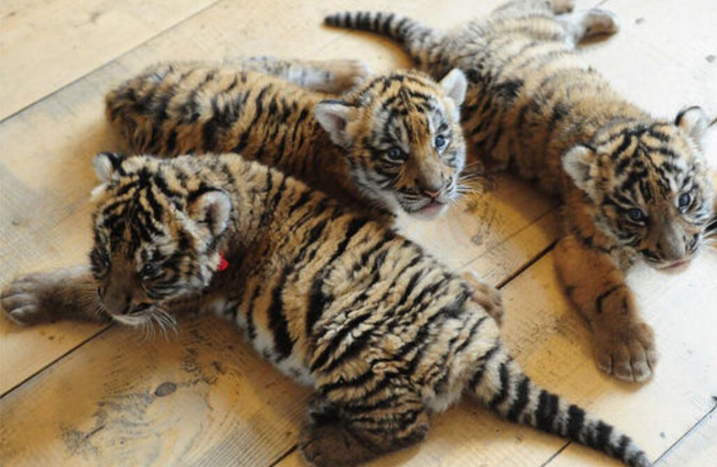 消失100多年！云南發(fā)現(xiàn)極危物種異葉苣苔，野生華南虎會出現(xiàn)嗎？