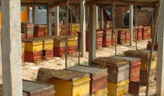 蜂王一年四季都產(chǎn)卵嗎（蜂王不是四季都能育王的）