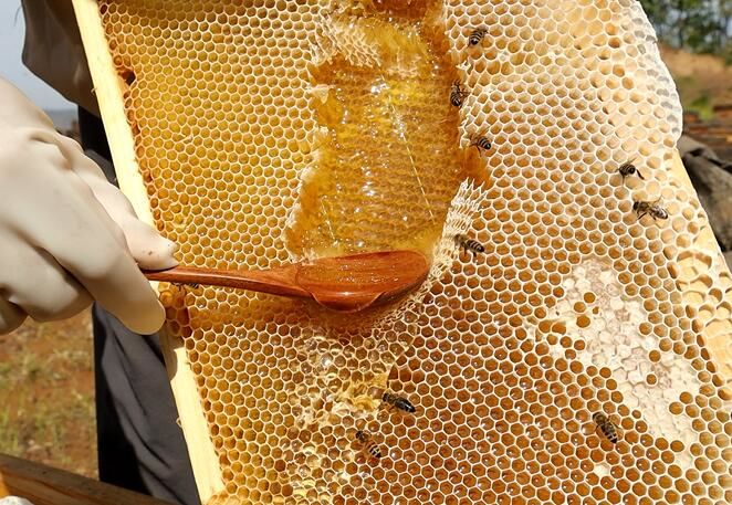 養蜂工具和蜂箱哪里有賣的(怎么買養蜂工具和蜂箱) 養蜂工具和蜂箱哪里有賣的(怎么買養蜂工具和蜂箱)