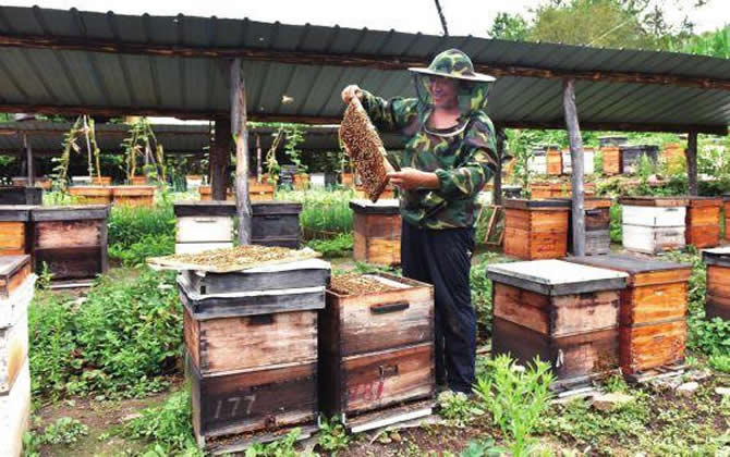 陽(yáng)臺(tái)養(yǎng)蜂