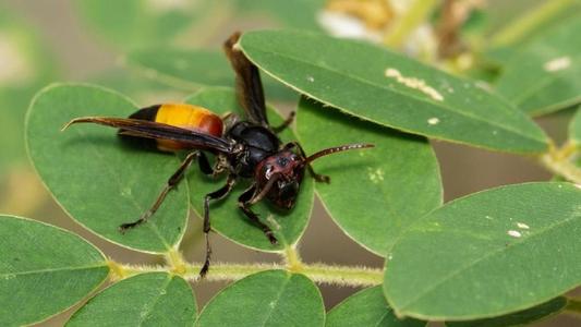 中國大虎頭蜂冬眠嗎（大虎頭蜂什么時(shí)候冬眠）