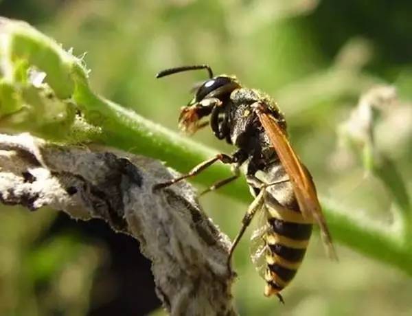 七里游胡蜂最多的地方在哪里？