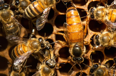 處女王一般下午幾點(diǎn)交尾（處女王一般什么時(shí)候婚飛）