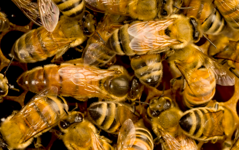 處女王一般下午幾點(diǎn)交尾（處女王一般什么時(shí)候婚飛）