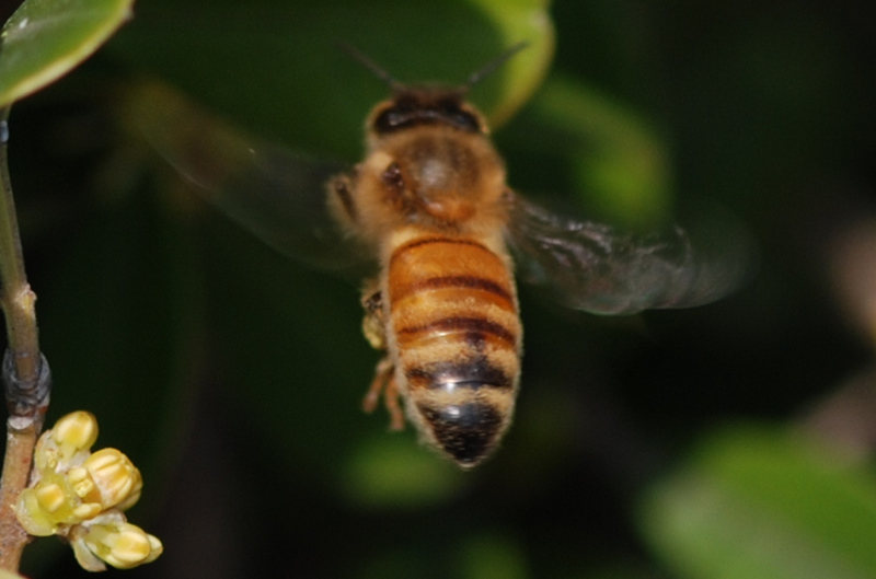 庭院養殖蜜蜂的方法(如何控制中蜂群數量) 庭院養殖蜜蜂的方法(如何控制中蜂群數量)