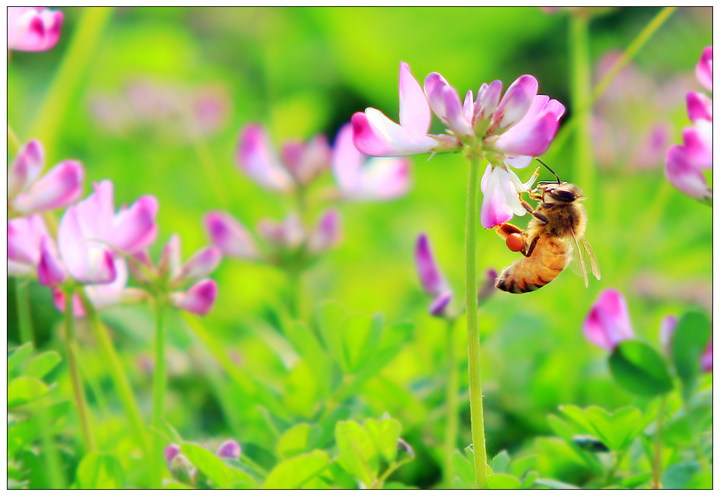 什么時候開始學養蜂最好（什么時候養蜂最合適）