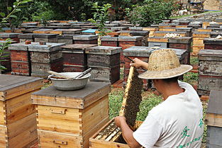 養(yǎng)蜂培訓(xùn)班要多少錢(學(xué)養(yǎng)蜂技術(shù)培訓(xùn)在哪里) 養(yǎng)蜂培訓(xùn)班要多少錢(學(xué)養(yǎng)蜂技術(shù)培訓(xùn)在哪里)