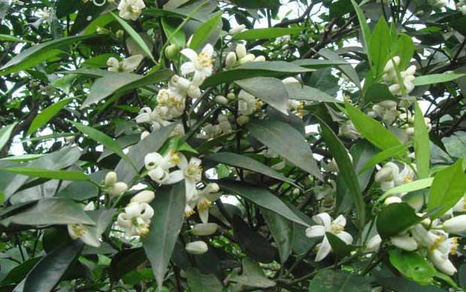 柑橘樹的地理分布（柑橘樹什么時候開花）