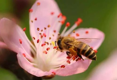 家庭養(yǎng)蜂技術(shù)新手入門（家庭養(yǎng)蜂需要什么條件）
