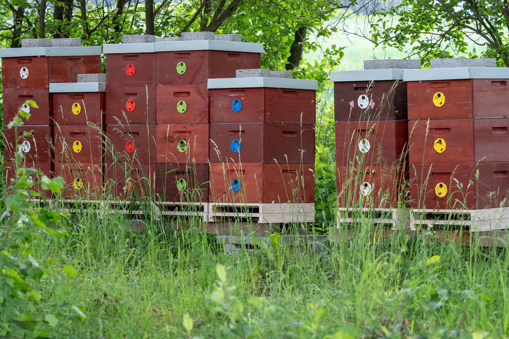 蜜源植物流蜜與氣溫的關系(蜜源植物流蜜和溫度條件) 蜜源植物流蜜與氣溫的關系(蜜源植物流蜜和溫度條件)