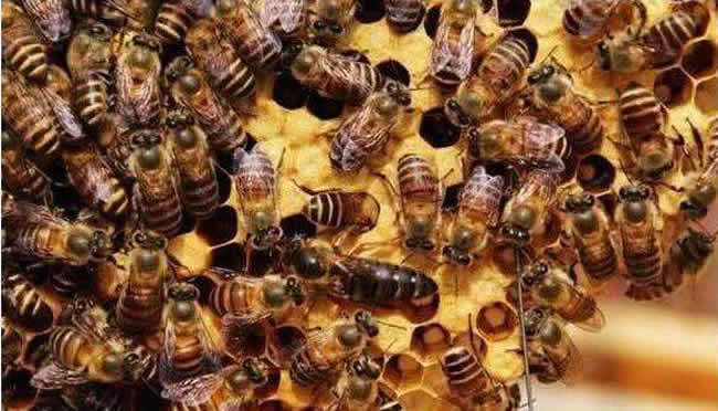 什么是巢蟲清木片？