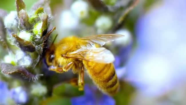 什么是巢蟲清木片？