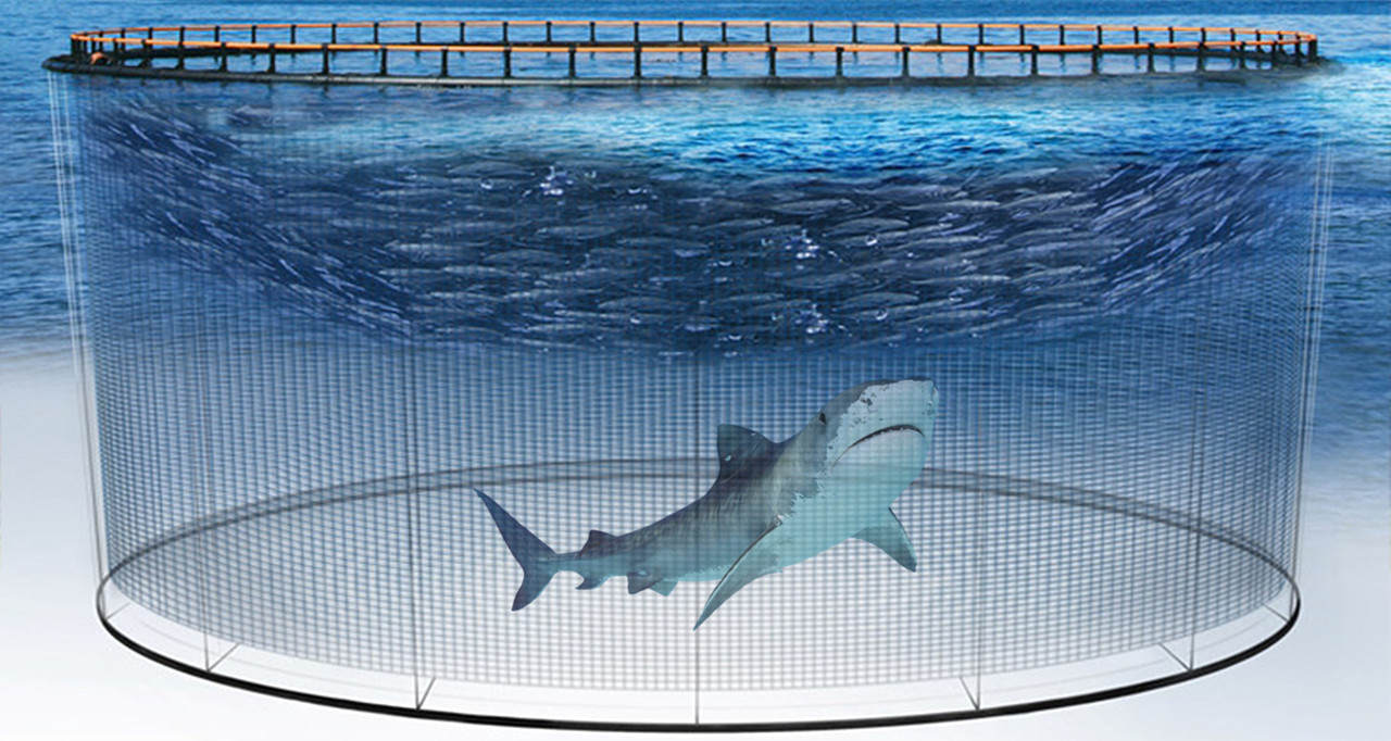 全球每年銷售魚翅140萬(wàn)噸，殺死1億條鯊魚，為何不能人工飼養(yǎng)？