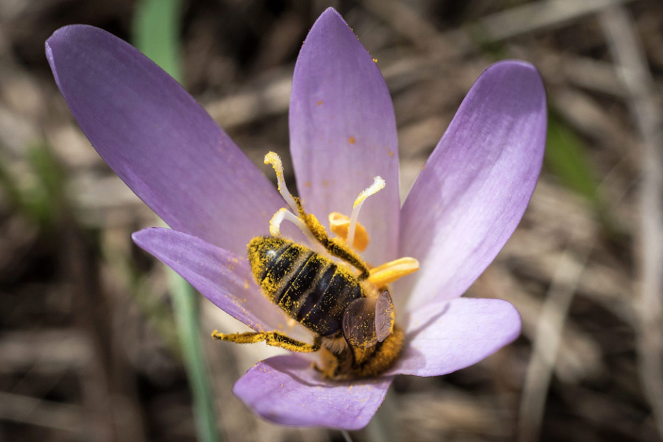 適合中蜂的蜜源植物（中蜂的主要蜜源植物）