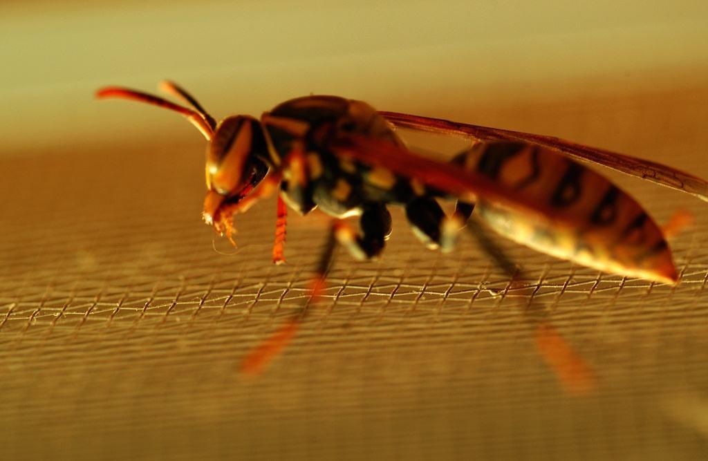 牛角蜂怎么消滅（牛角蜂的安全驅趕和有效消滅方法）