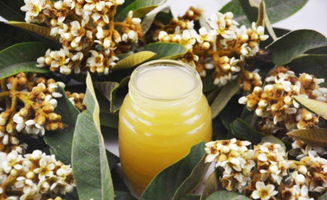 枇杷蜜可以幫助失眠催眠嗎(失眠喝什么蜜好) 枇杷蜜可以幫助失眠催眠嗎(失眠喝什么蜜好)