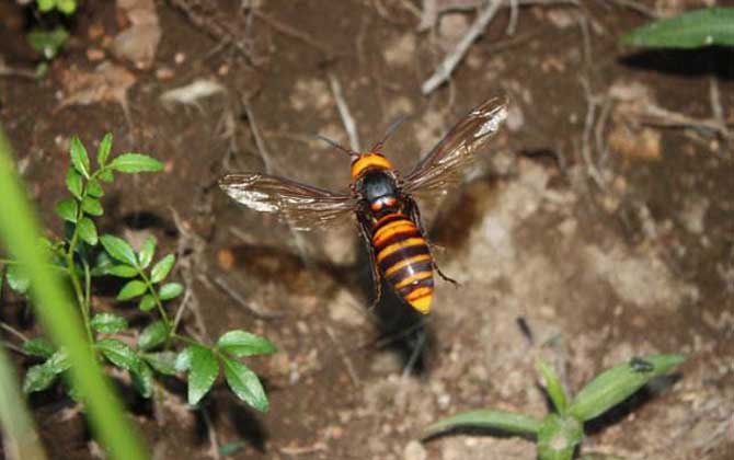 日本大黃蜂的毒性強嗎(中國有日本大黃蜂嗎) 日本大黃蜂的毒性強嗎(中國有日本大黃蜂嗎)