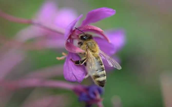 偵查蜂誘蜂來(lái)蜂的征兆? 偵查蜂