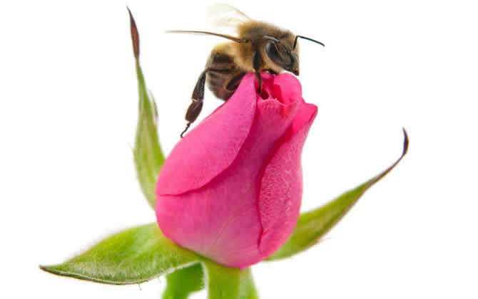 偵查蜂誘蜂來(lái)蜂的征兆? 偵查蜂