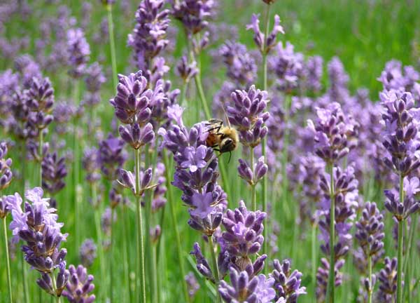 薰衣草什么時(shí)候開(kāi)（薰衣草的花期時(shí)間）