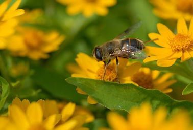 蜜蜂吐蜂王漿是白天嗎(揭秘蜂王漿產(chǎn)生過程) 蜜蜂吐蜂王漿是白天嗎(揭秘蜂王漿產(chǎn)生過程)