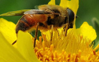 蜜蜂吐蜂王漿是白天嗎(揭秘蜂王漿產(chǎn)生過程) 蜜蜂吐蜂王漿是白天嗎(揭秘蜂王漿產(chǎn)生過程)