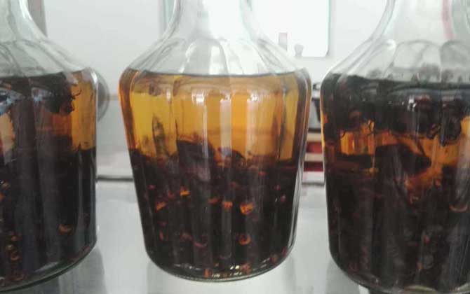 中國大虎頭蜂可以泡酒喝嗎（虎頭蜂酒的功效）
