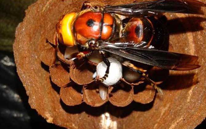 七里游胡蜂(七里游胡蜂圖片) 七里游胡蜂