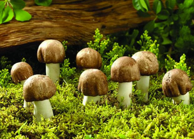 野生蘑菇要慎食，民間流傳下來的“辨別經驗”并不靠譜