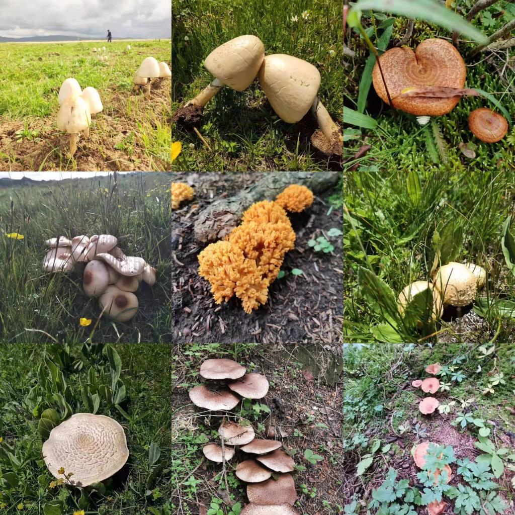 “越鮮艷越有毒”？野蘑菇民間“驗毒偏方”不可信