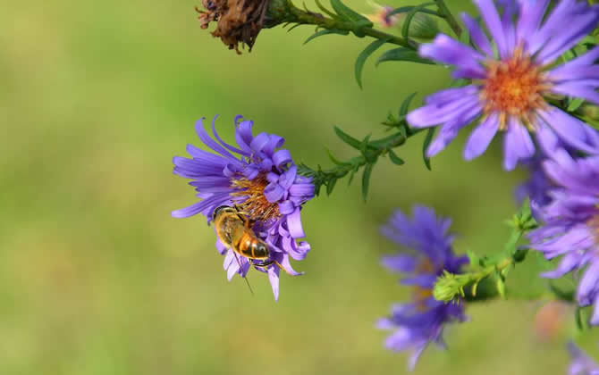養(yǎng)蜂人如何防止逃蜂出現(xiàn)？