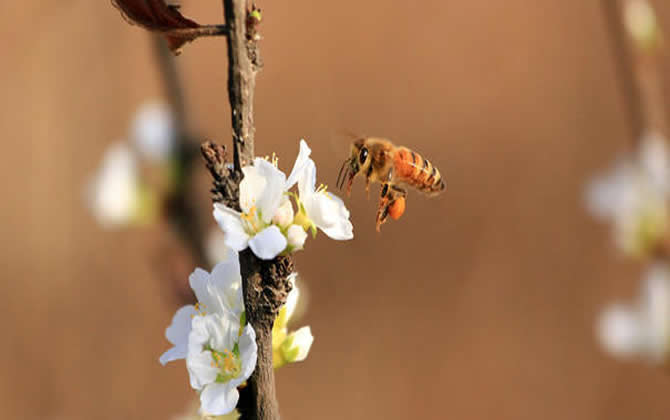 養(yǎng)蜂人如何防止逃蜂出現(xiàn)？
