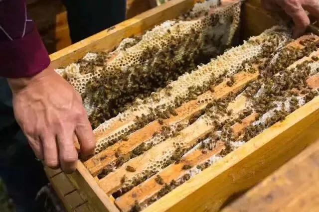 搖蜜時(shí)要避開蜂王嗎(搖蜜要不要把蜂王抓起來) 搖蜜時(shí)要避開蜂王嗎(搖蜜要不要把蜂王抓起來)