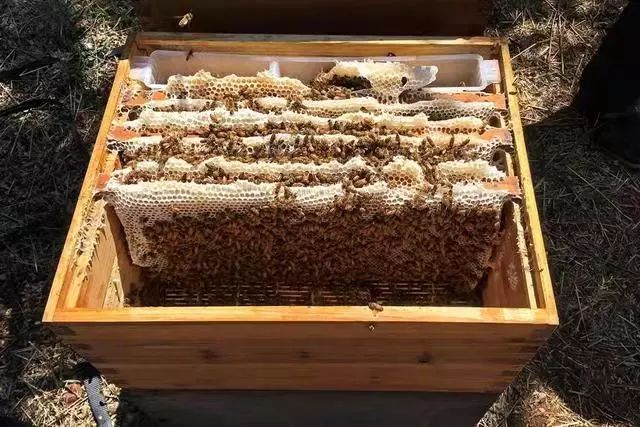 搖蜜時(shí)要避開蜂王嗎(搖蜜要不要把蜂王抓起來) 搖蜜時(shí)要避開蜂王嗎(搖蜜要不要把蜂王抓起來)