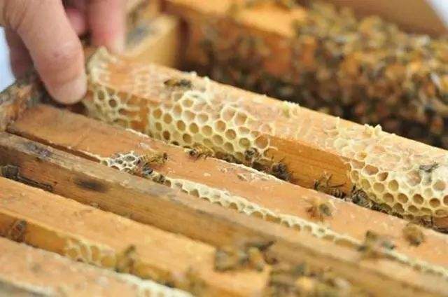 蜜蜂歐洲幼蟲病如何防治？