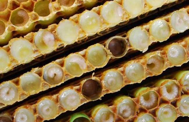 蜜蜂歐洲幼蟲病如何防治？