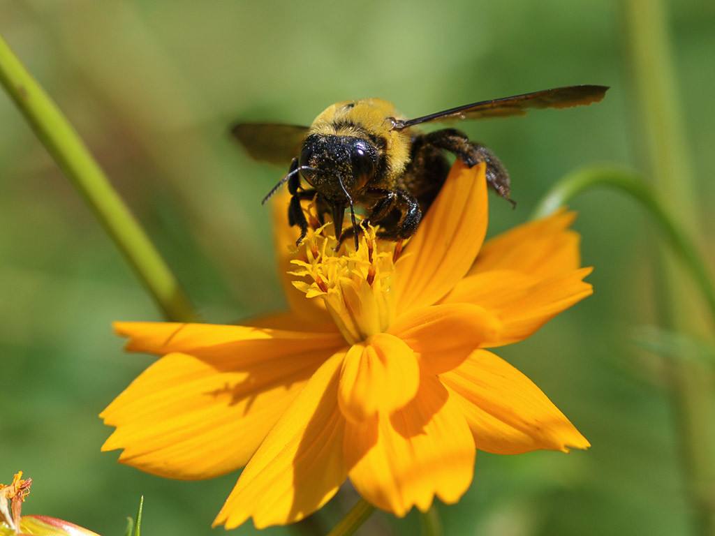蜜蜂歐洲幼蟲病如何防治？